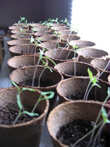 organic brandywine tomatoes heirloom seeds