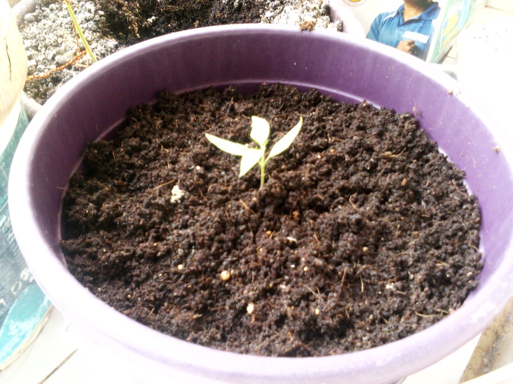 Chilly seedling in bucket with small and early Little Finger carrot seeds sown around it.