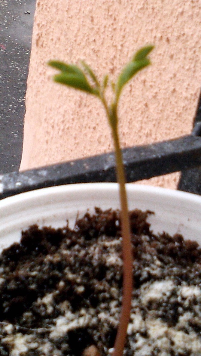 drumstick seedling moringa