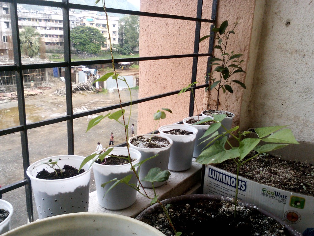 seedlings plants beans orange okra small space container gardening