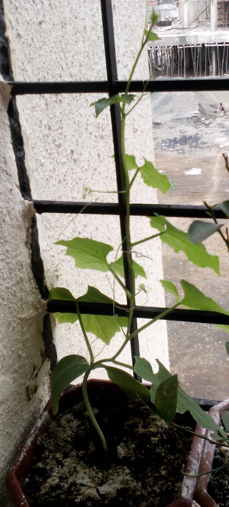 Gourd vine climbing up from a corner of the balcony grill