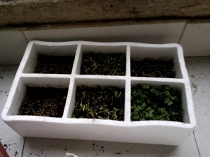 six compartment planter