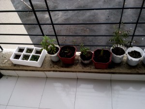 Window ledge garden