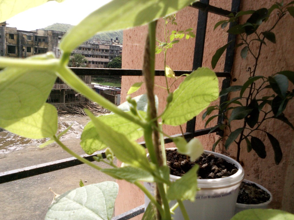 Container grown rajma flowering