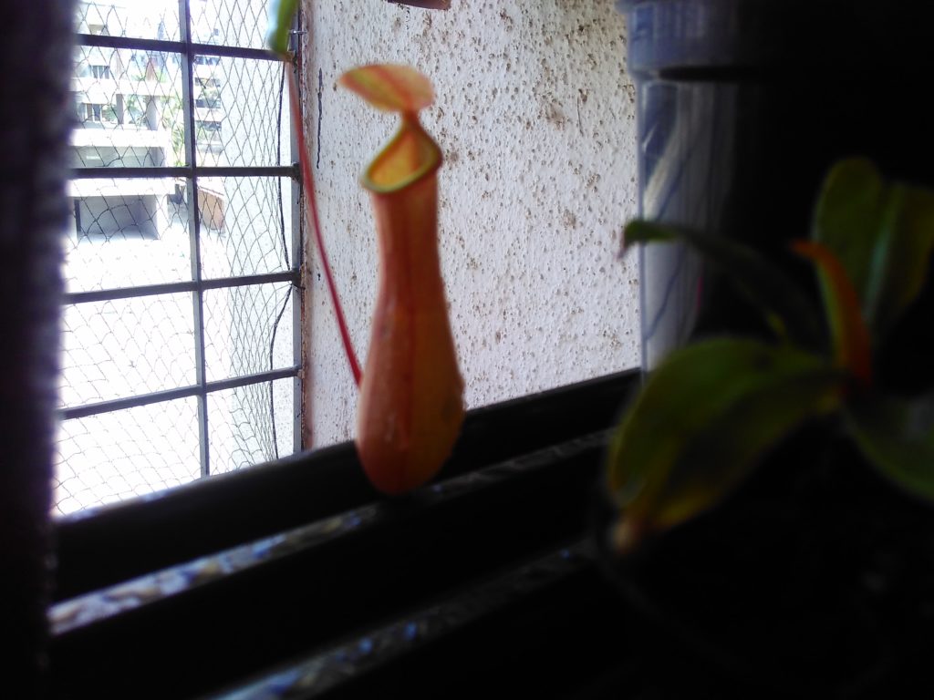 nepenthes ventrata pitcher