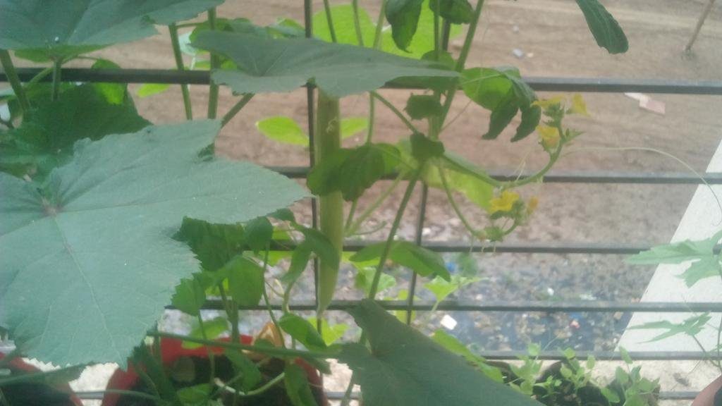 Using the balcony grill as trellis for cucumber and bitter gourd