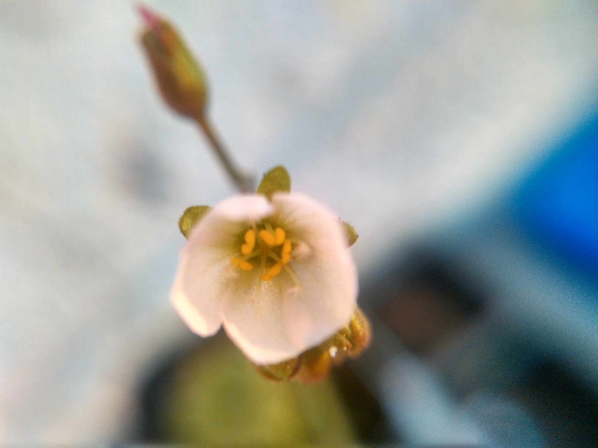 Drosera burmanii flower