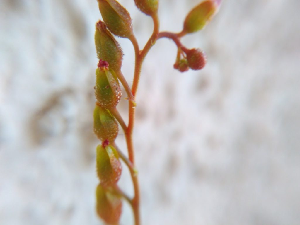 Drosera burmanii flower scape with seed pods