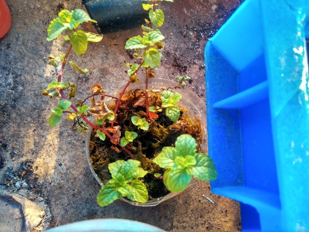 mint cuttings rooting sphagnum moss