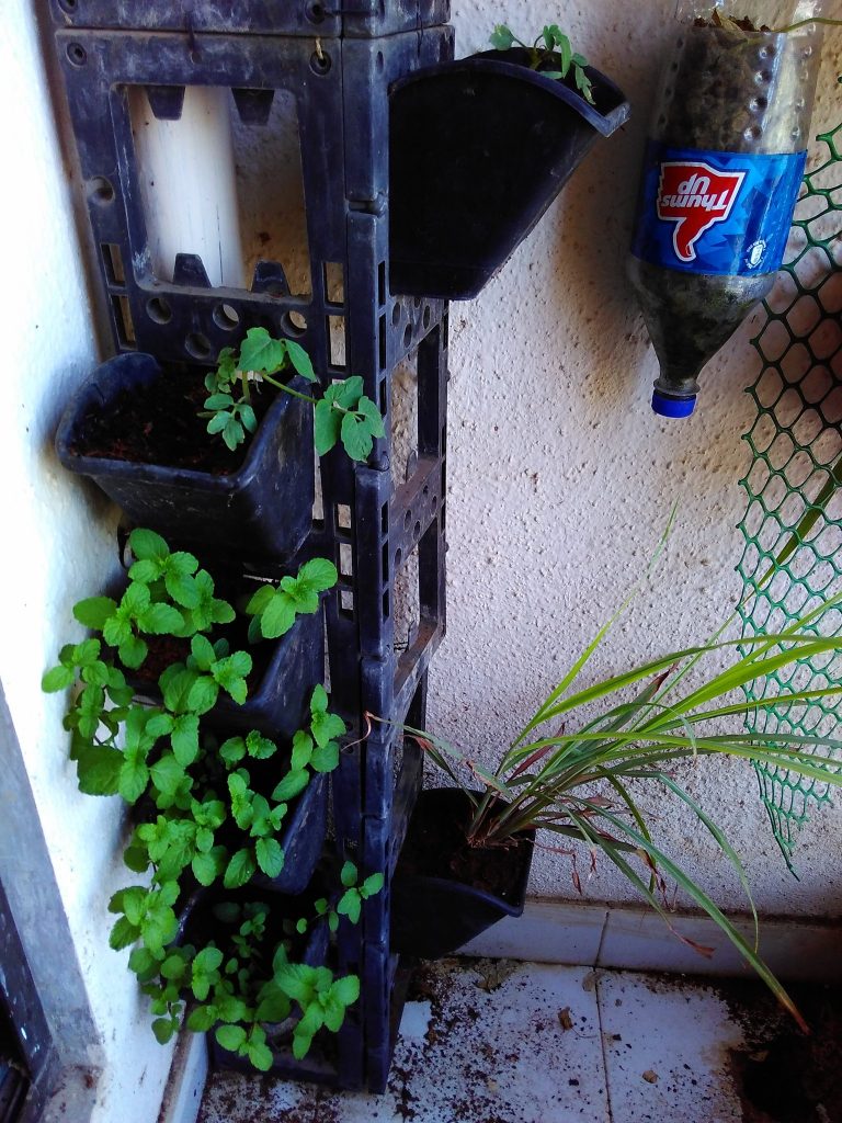 Mint growing in a vertical planter