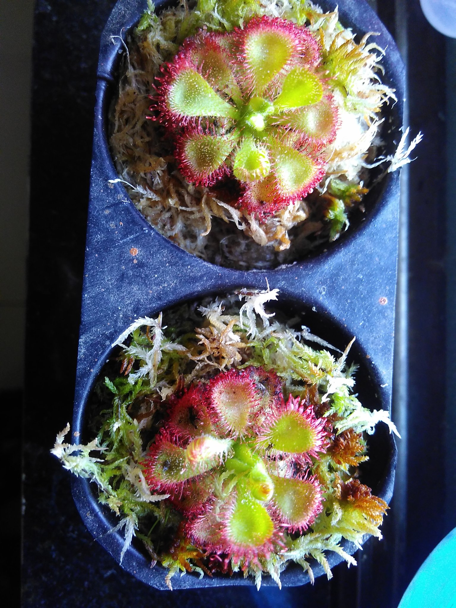 Drosera burmanii can get red when not fed for a while