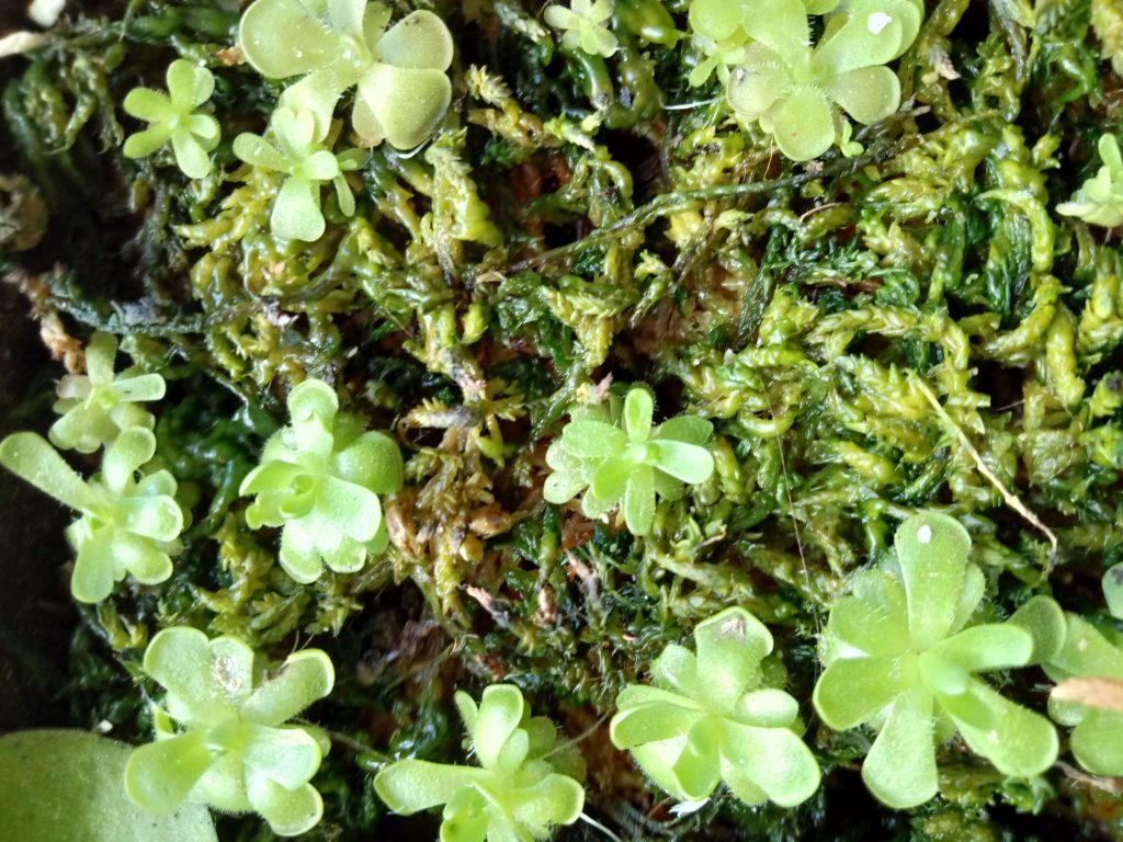 Pinguicula plantlets placed on sphagnum