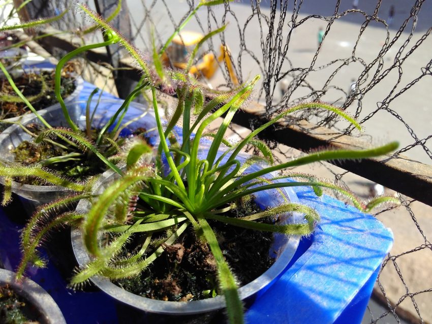 Drosera capensis plant