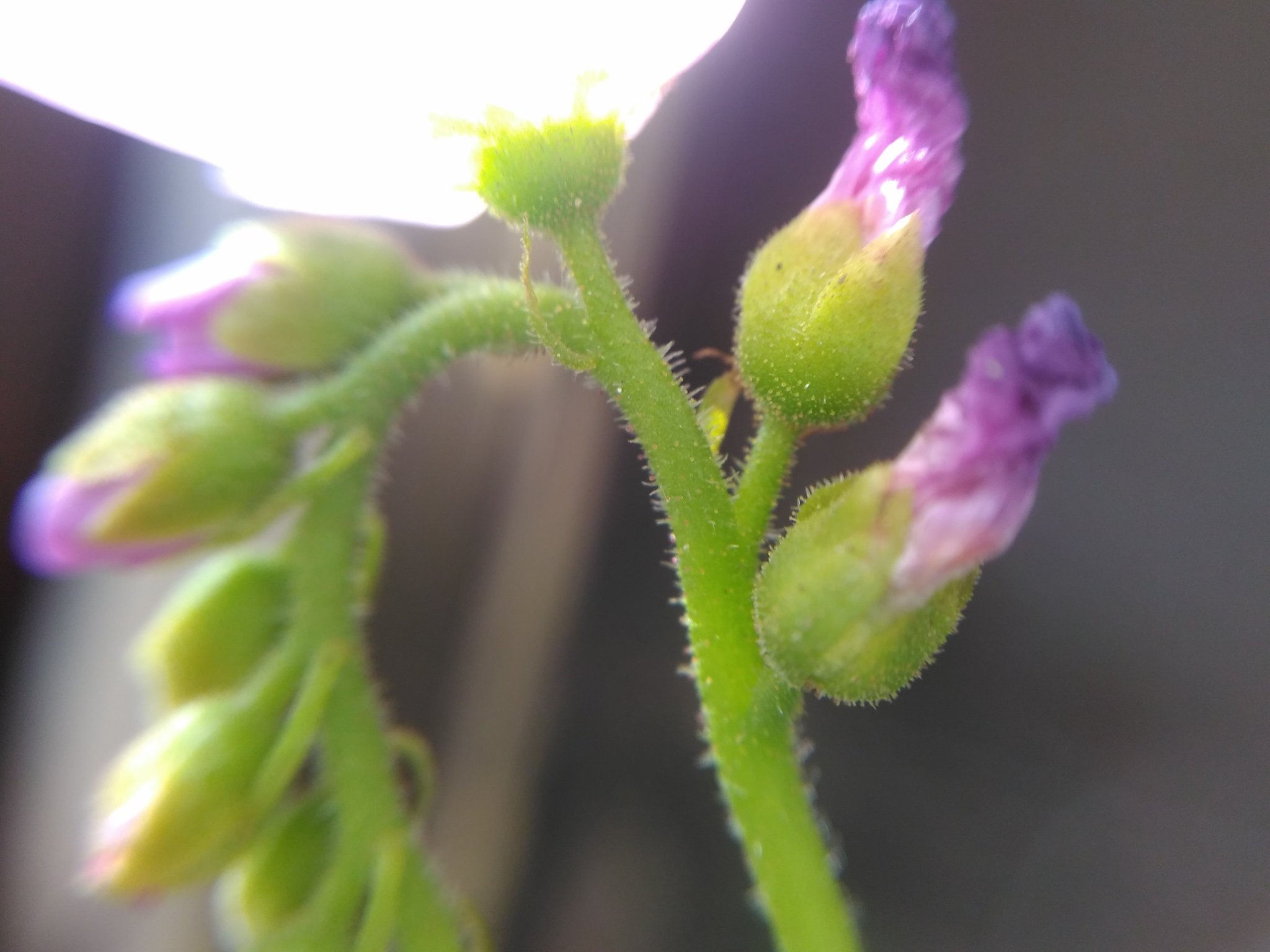 Drosera capensis flower stalk