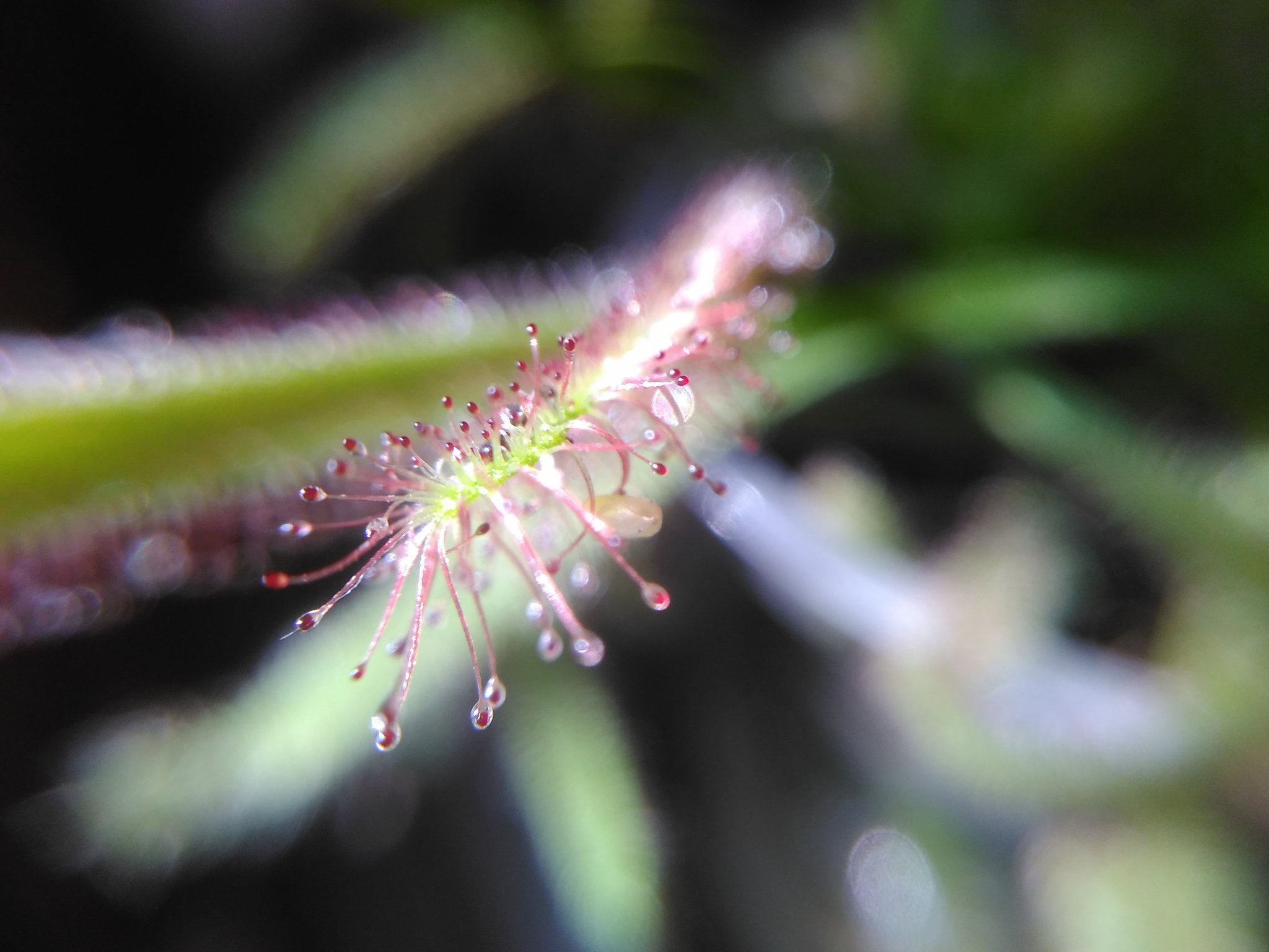 Detail of drosera capensis leaf tip