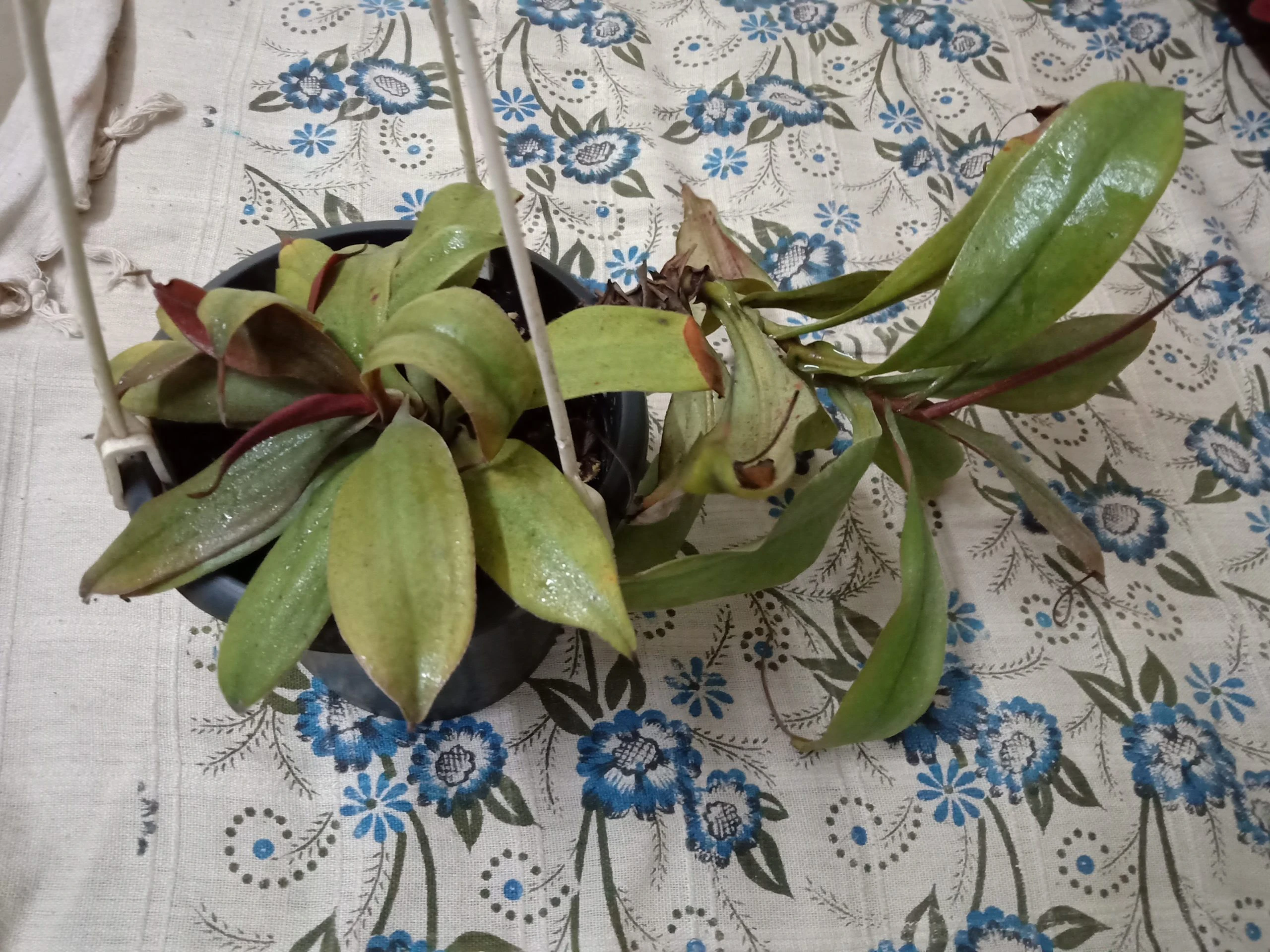 Nepenthes benstonei with multiple basals and a vine