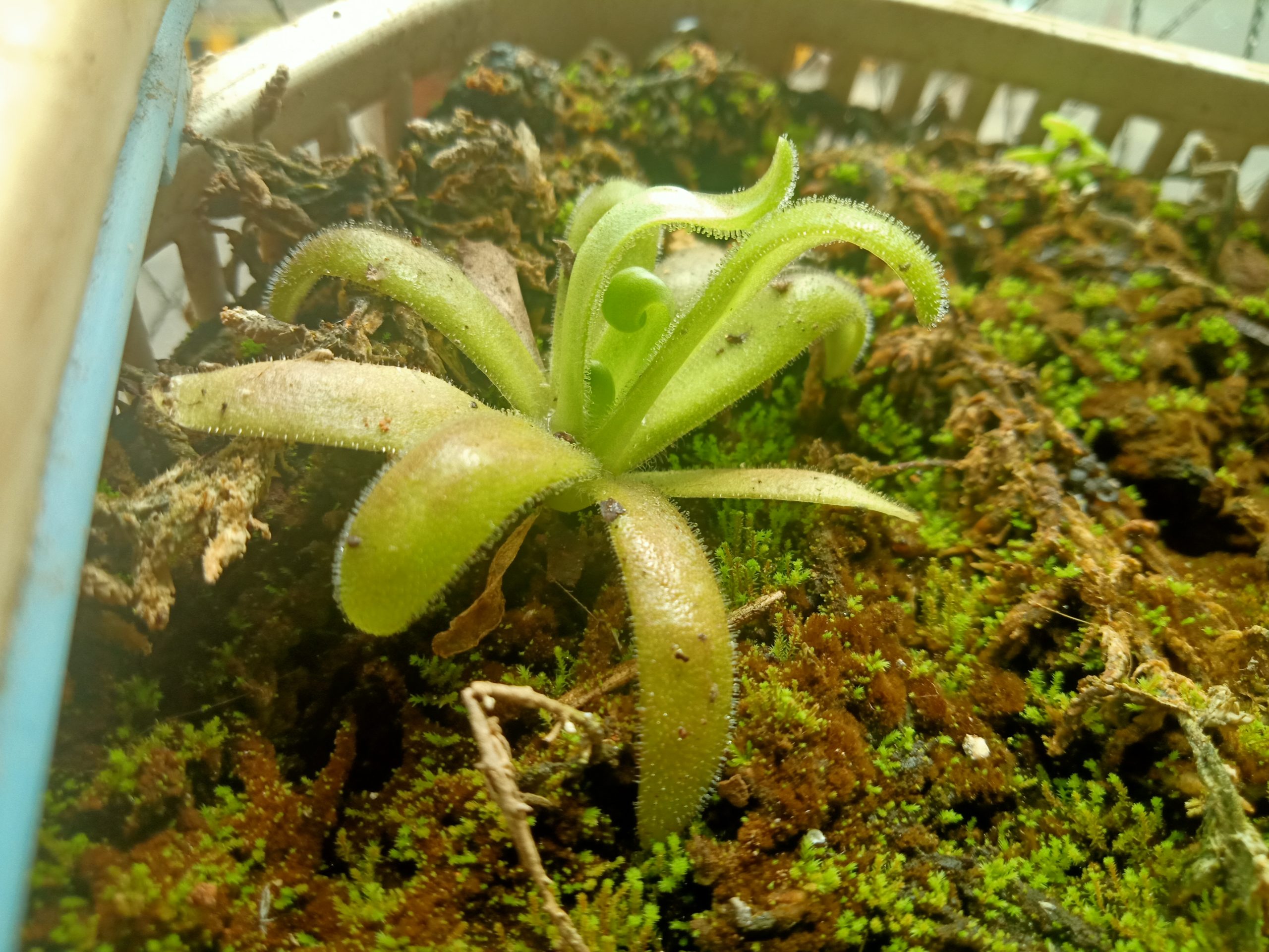 P. agnicola plantlet