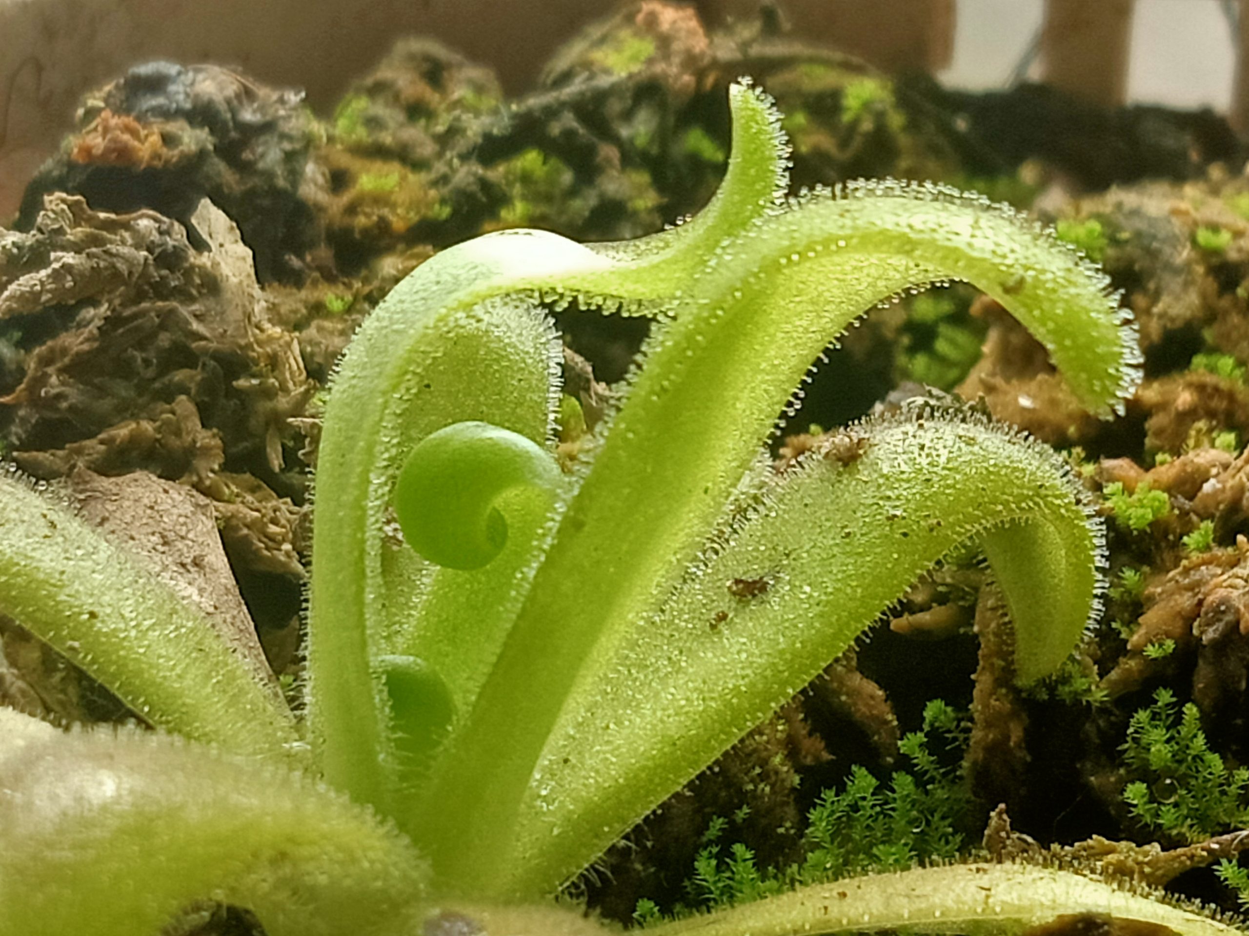 Pinguicula agnicola plantlet unfurling new leaves