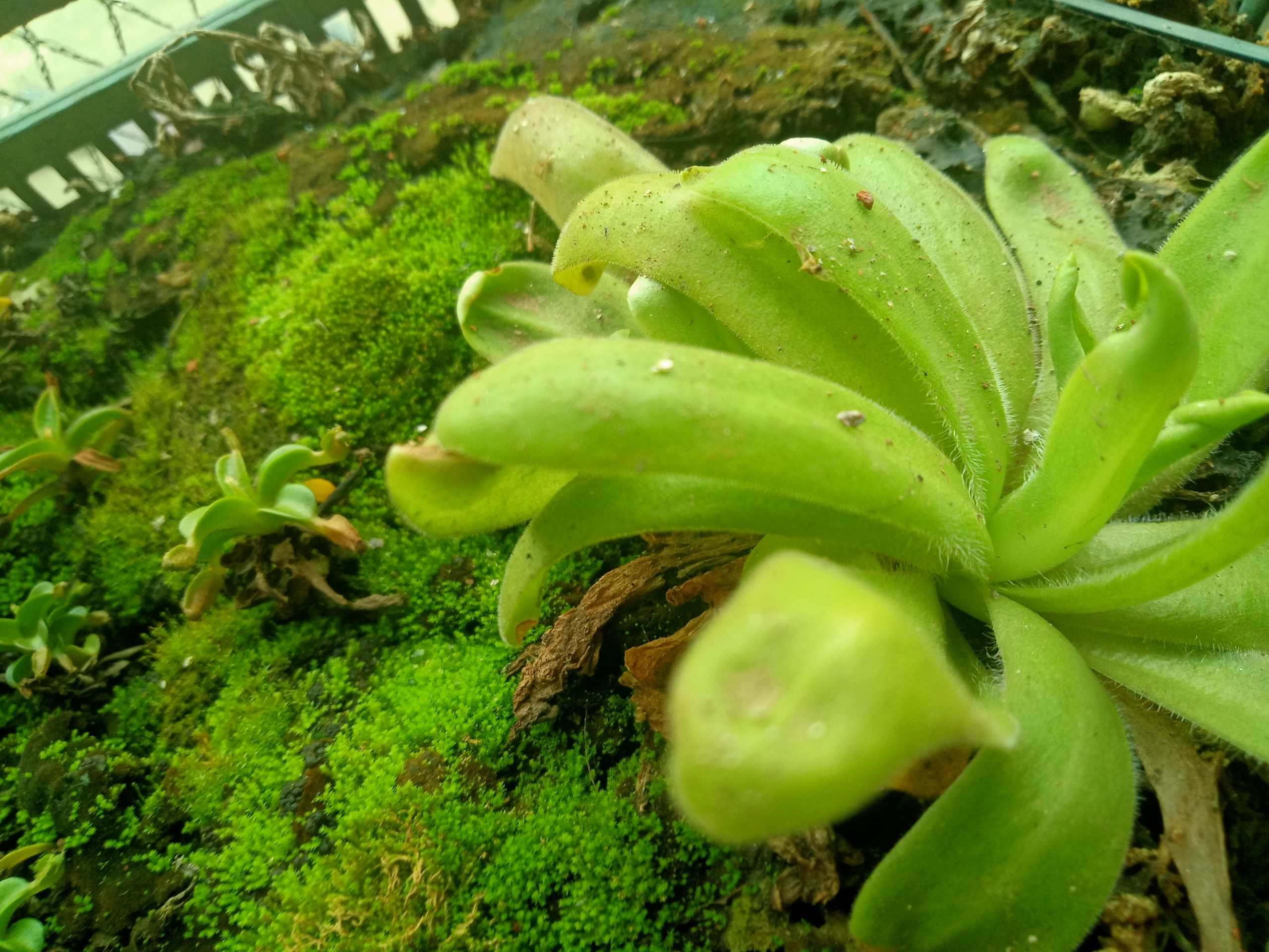 Pinguicula agnicola plant