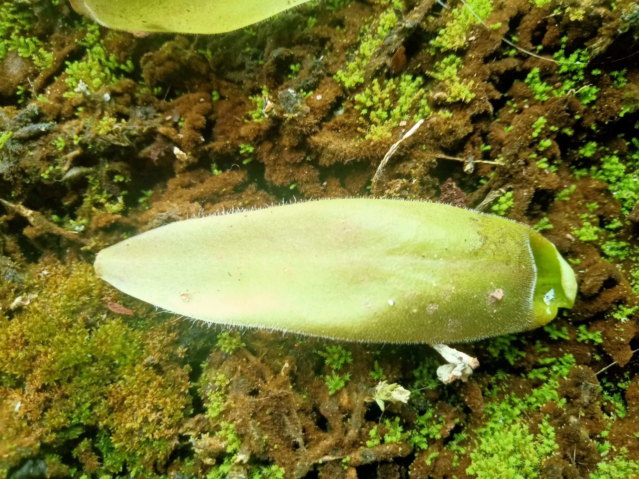 slight bumps on pinguicula agnicola leaf pullings