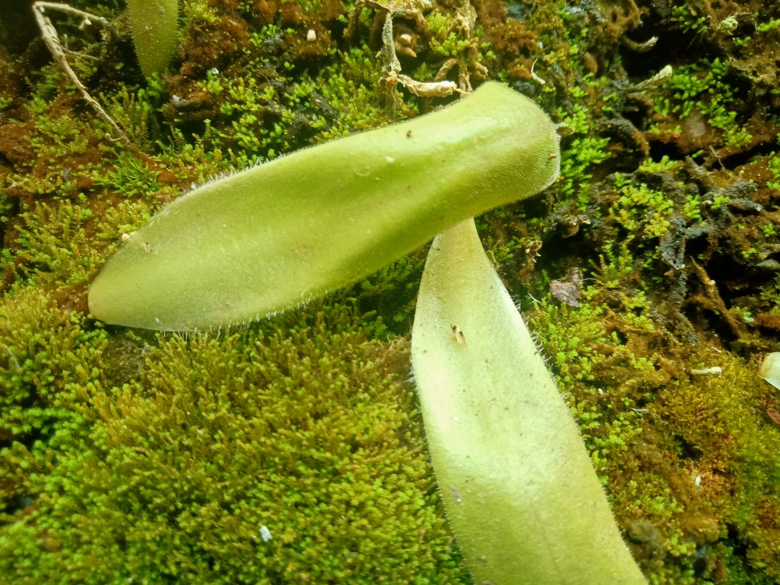 Pinguicula agnicola leaf pullings