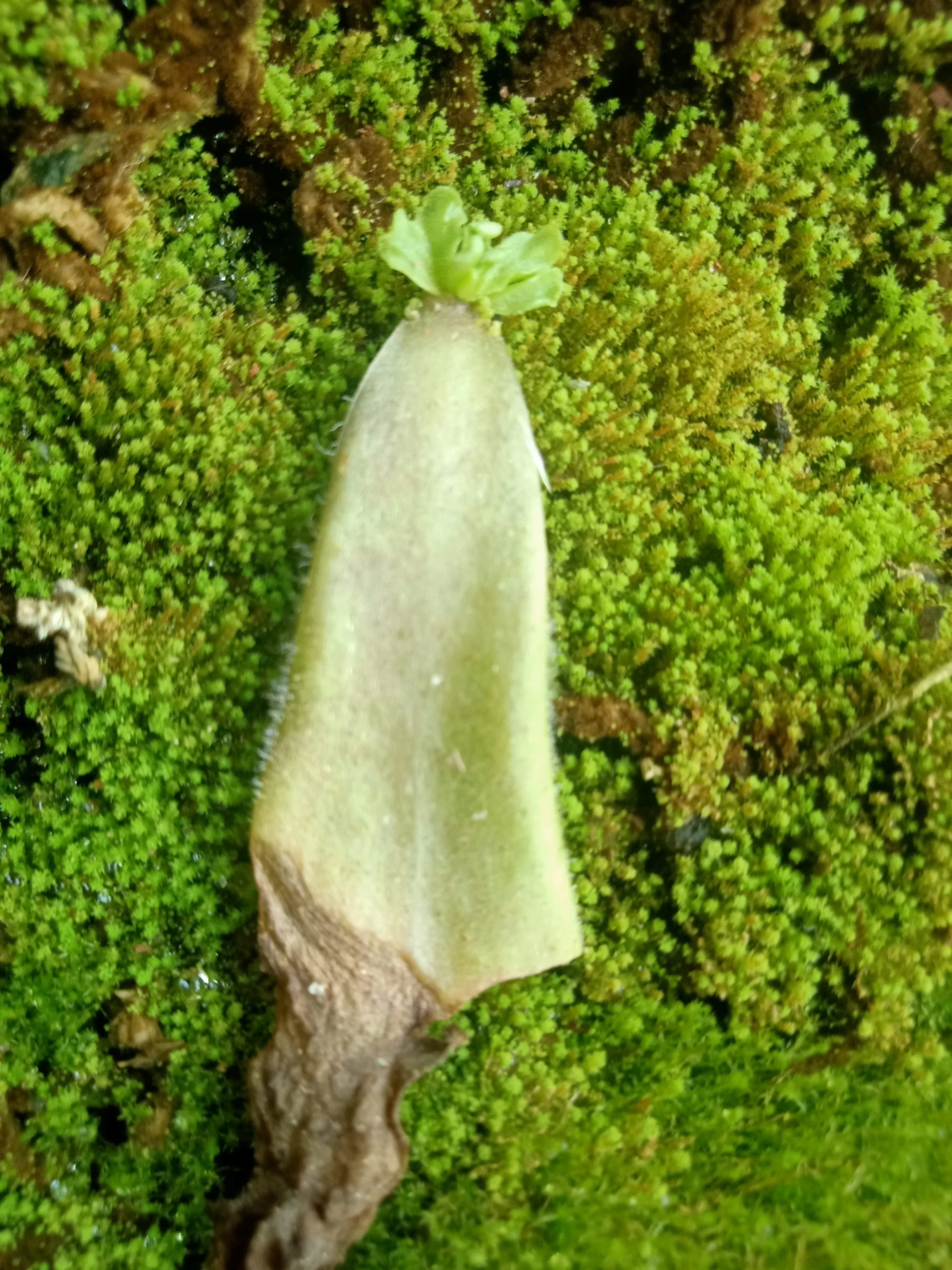 Pinguicula agnicola leaf forming plantlets
