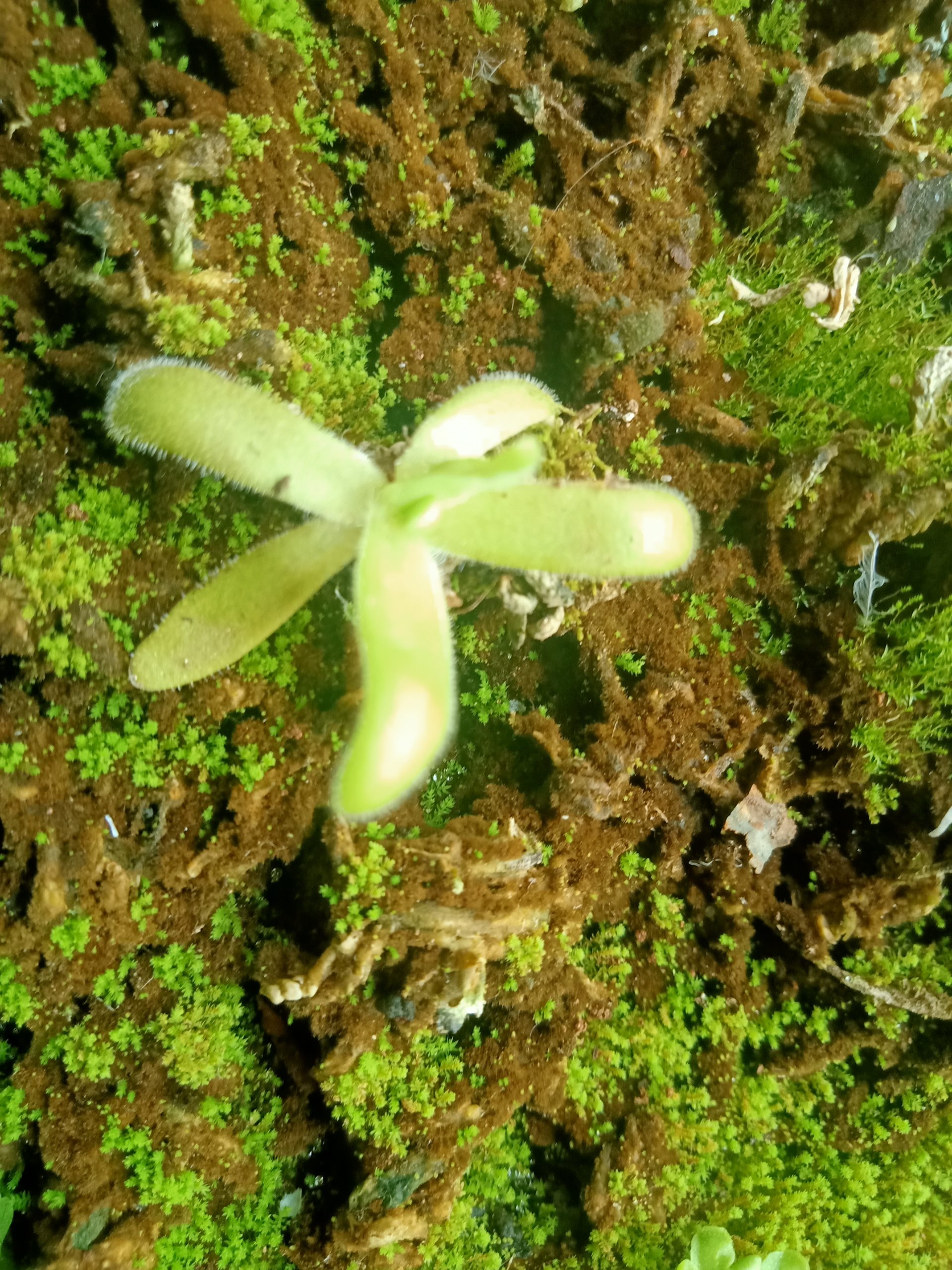Pinguicula agnicola plantlet