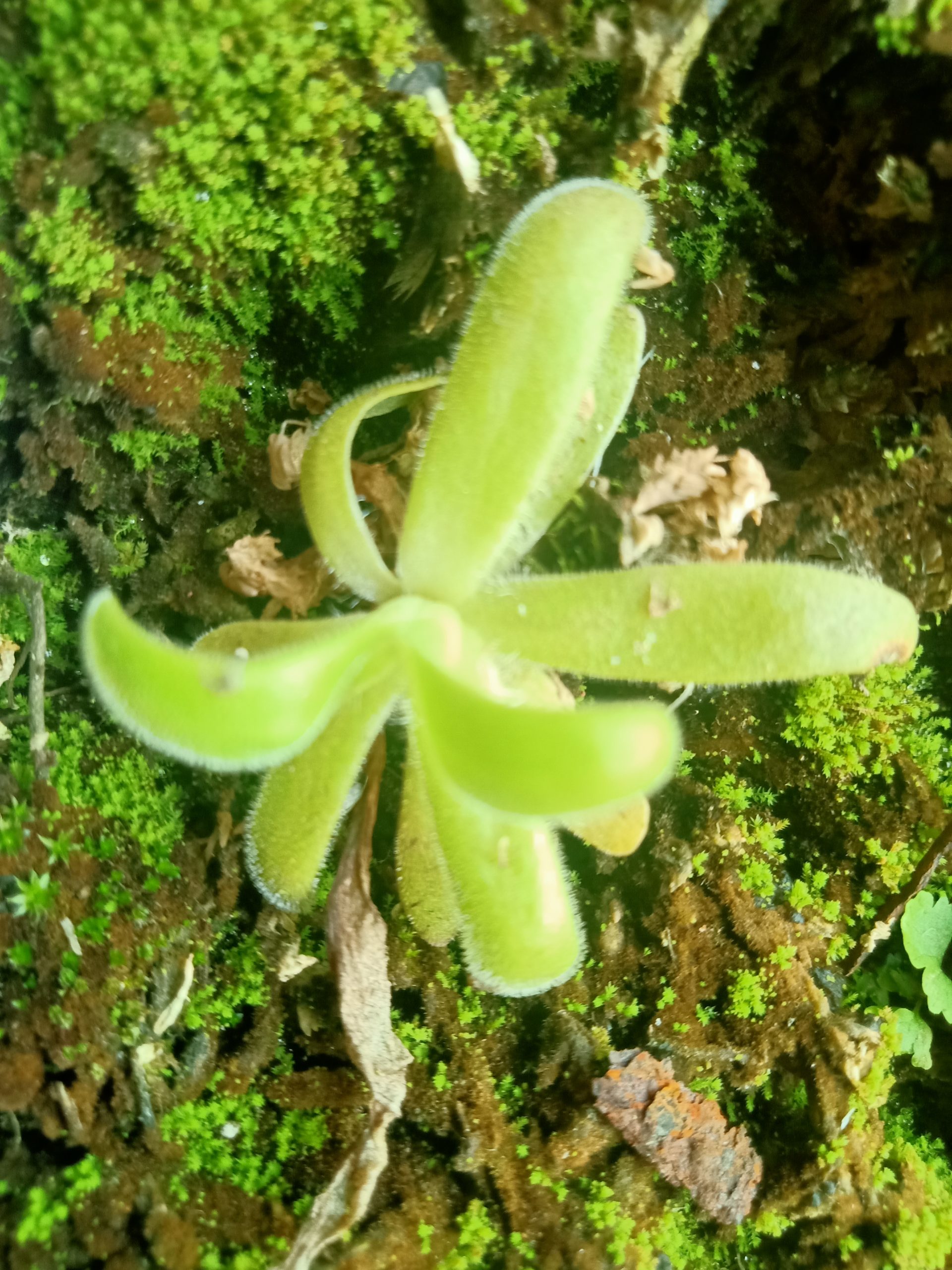 Pinguicula agnata x gypsicola agnicola plantlet