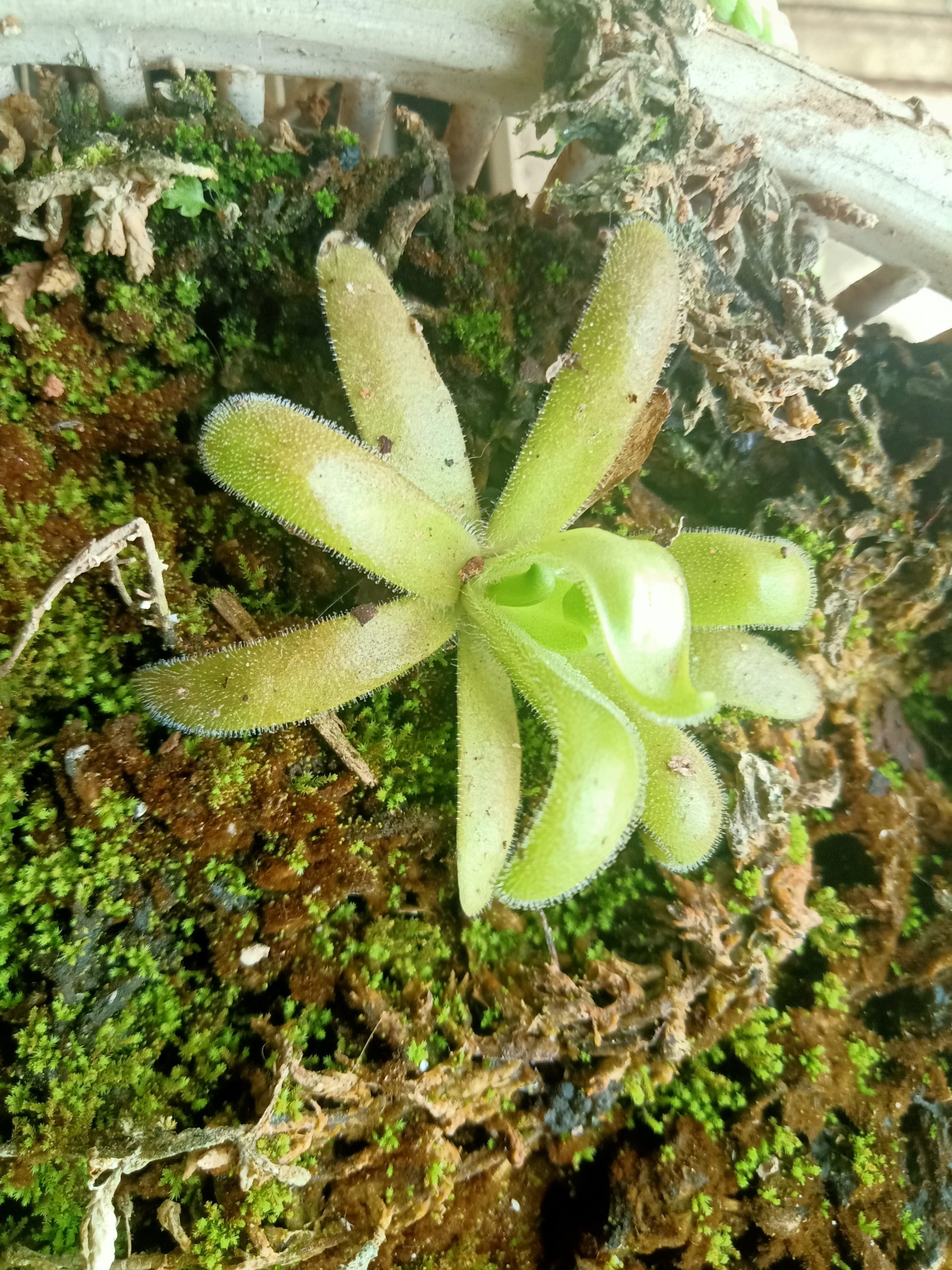 Pinguicula agnata x gypsicola agnicola plantlet