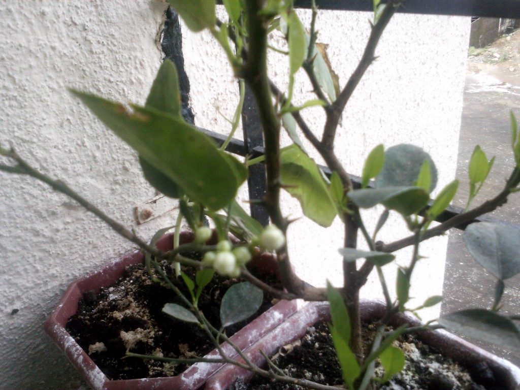 Small potted lemon tree flowering