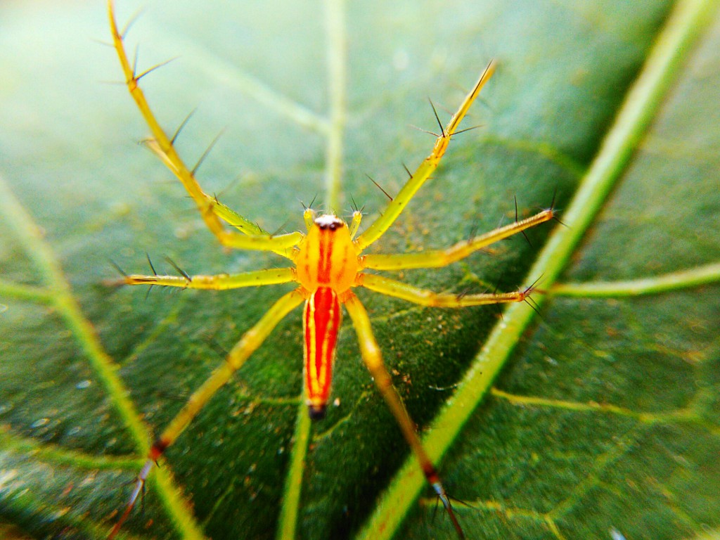Oxyopes salticus spider on okra leaf 1