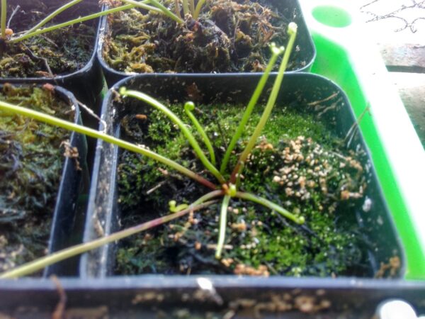 Drosera binata starting to grow