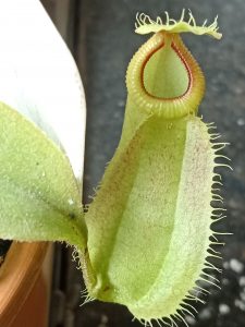 nepenthes-mirabilis-globosa-x-hamata 3