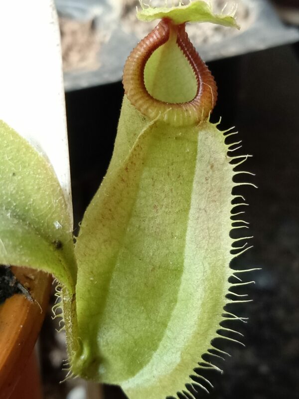 Nepenthes mirabilis var globosa (Nepenthes viking) x Nepenthes hamata ...