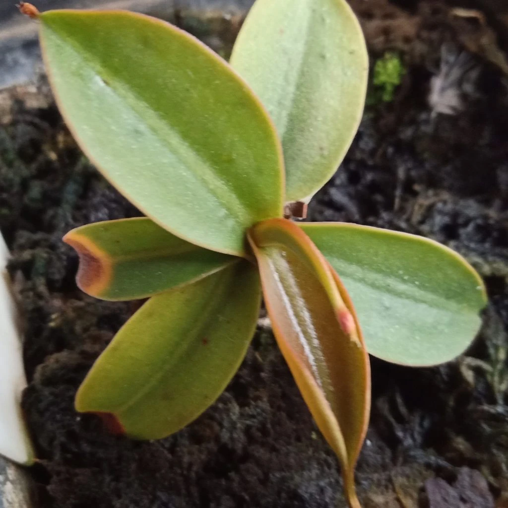 Nepenthes merrilliana refuses to pitcher. 2