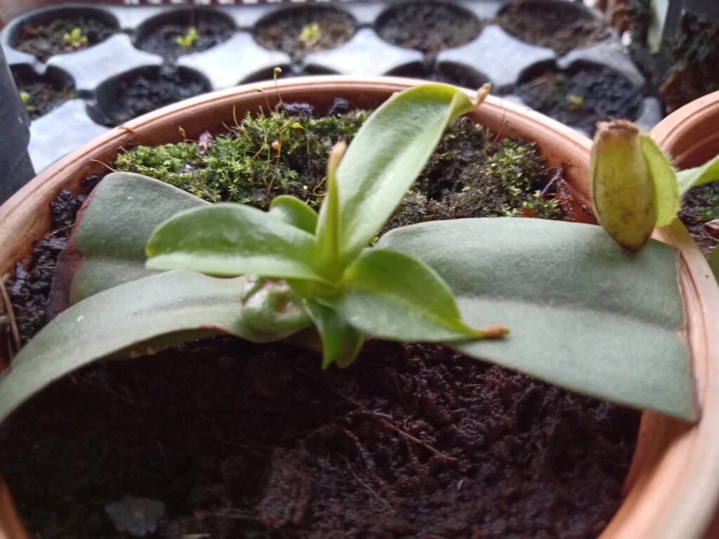 Nepenthes thorelii x hamata cutting