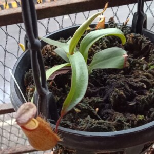 Nepenthes thorelii x hamata cutting with pitchers